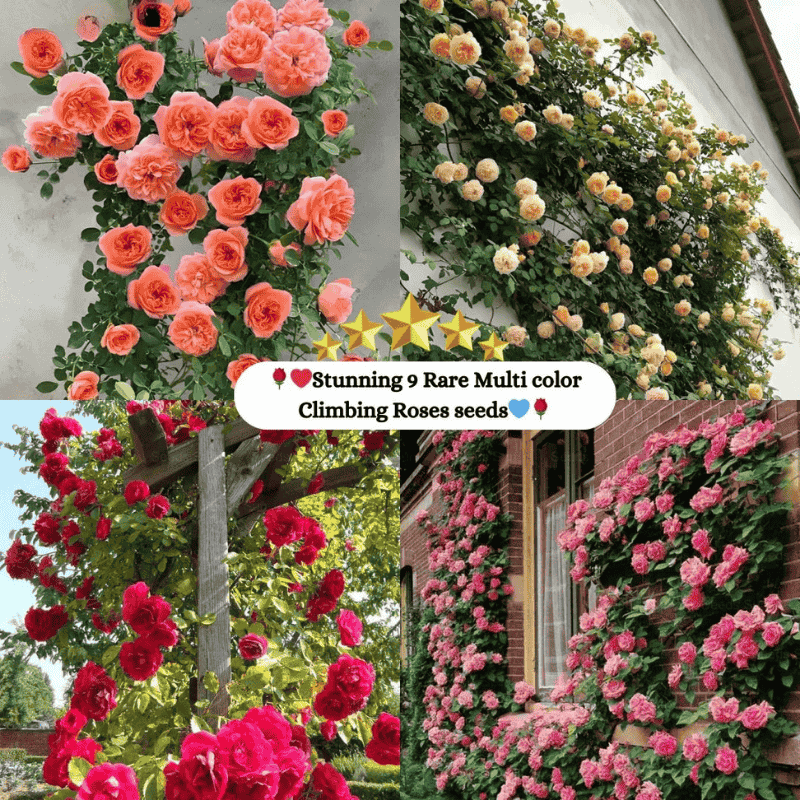 Climbing roses in bloom on a garden trellis